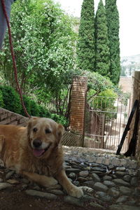 Portrait of dog on tree