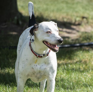 Dog looking away on field