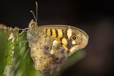 Close-up of speckled wood butterfly on leaf