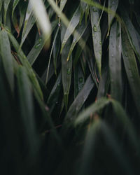 Close-up of wet plants