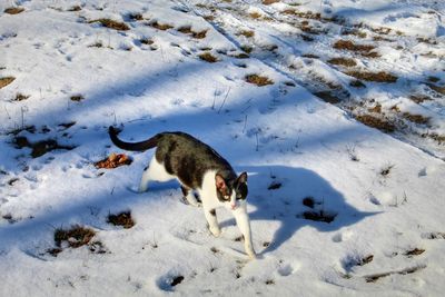 High angle view of a dog in snow