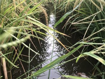 High angle view of a grass