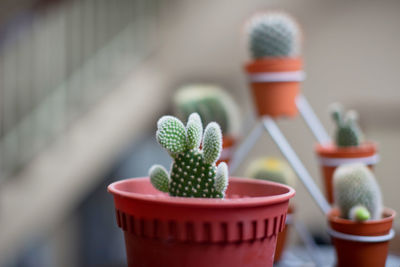 Close-up of potted plant on table