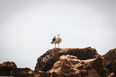 Seagull perching on rock