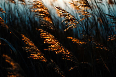 Close-up of cereal plants on field at farm