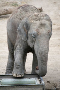 Close-up of elephant at zoo