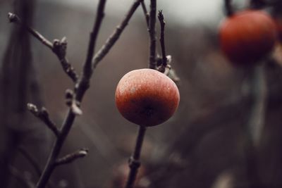 Close-up of fruit growing on tree