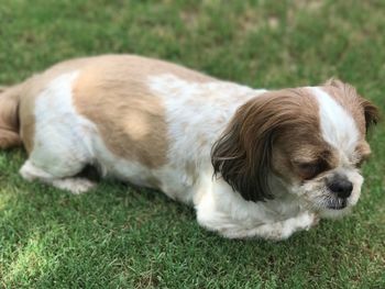 Close-up of dog on grass