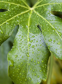 Close-up of raindrops on leaves