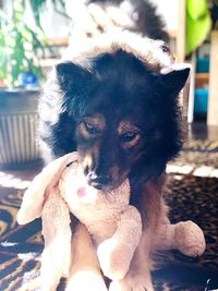 Portrait of dog sitting on floor