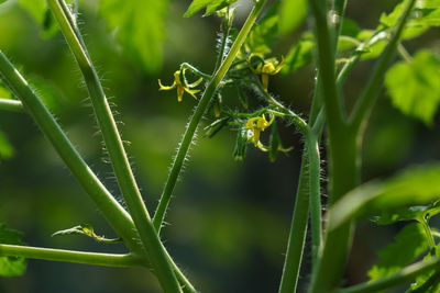 Close-up of fresh green plant