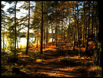 Trees in forest