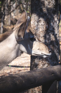 Close-up of an animal