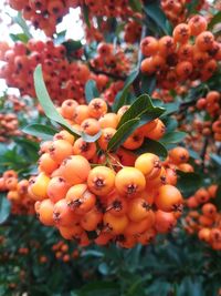 Close-up of berries growing on tree