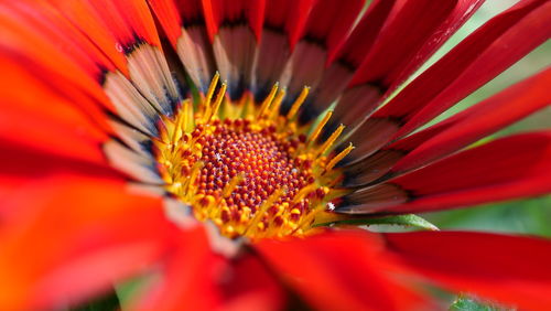 Extreme close-up of red flower