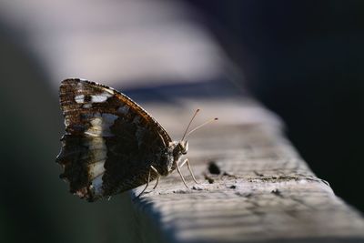 Close-up of butterfly on wood