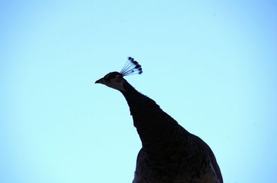 Low angle view of peacock against clear blue sky