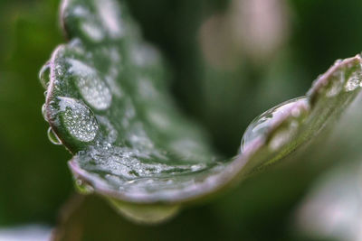 Close-up of water drops on plant