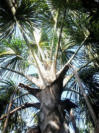 Low angle view of palm tree