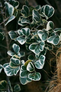 Close up photo of ficus triangularis variegata leaves background