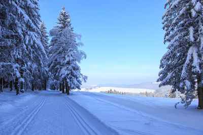 Trees on snow covered land against blue sky