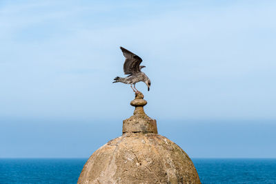 Seagull on a rock