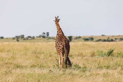 Giraffe walking on field against clear sky