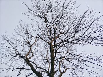 Bare tree against clear sky