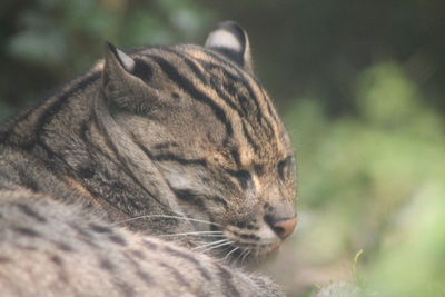 Close-up of a cat looking away