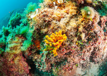 Close-up of fish underwater