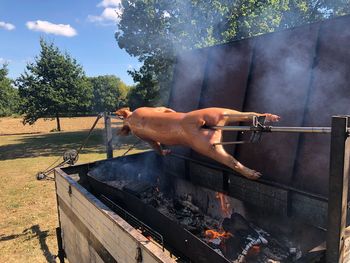 Pork roasting on barbecue grill