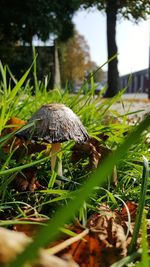 Close-up of mushroom growing on grass