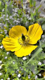 Close-up of insect on yellow flower