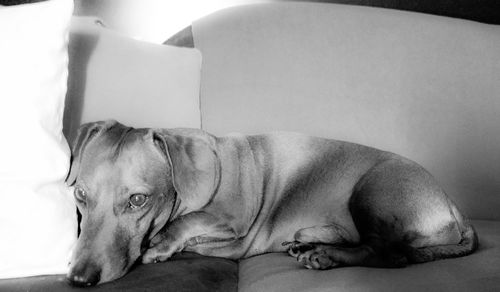 Close-up of dog sleeping on sofa at home