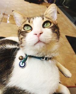 Close-up portrait of a cat