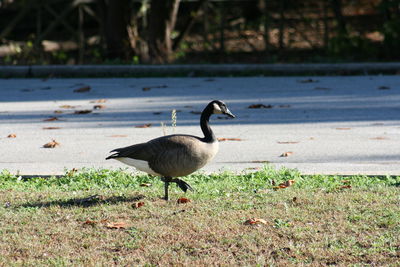 Side view of bird on grass