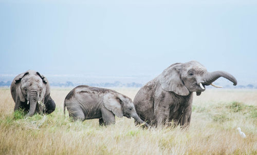 Elephant in a field