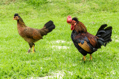 Close-up of rooster on field