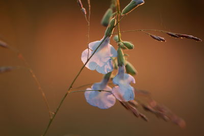 Close-up of purple flowering plant