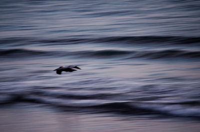 Bird flying over lake