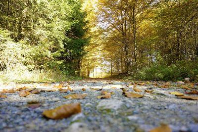 Surface level of footpath amidst trees in forest