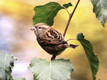 Close-up of bird perching on branch