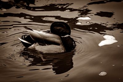 Man swimming in lake