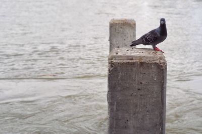 Pigeon stands on the concrete pole and looks at the camera.