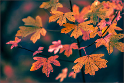 Close-up of maple leaves on tree during autumn