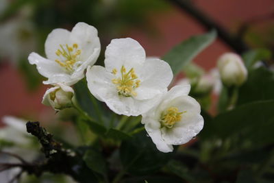 Close-up of white flowering plant