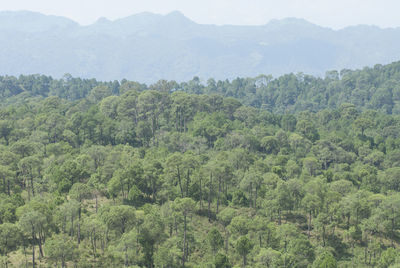 Trees in forest against sky