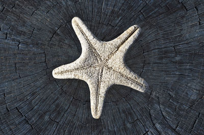 Starfish in a blue wooden surface.