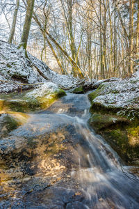 Scenic view of stream flowing in forest