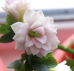 Close-up of pink flowers